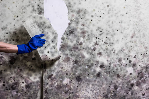 Best Home Mold Removal  in Holiday City Berkeley, NJ